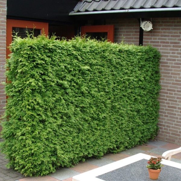 Отгородка из туи