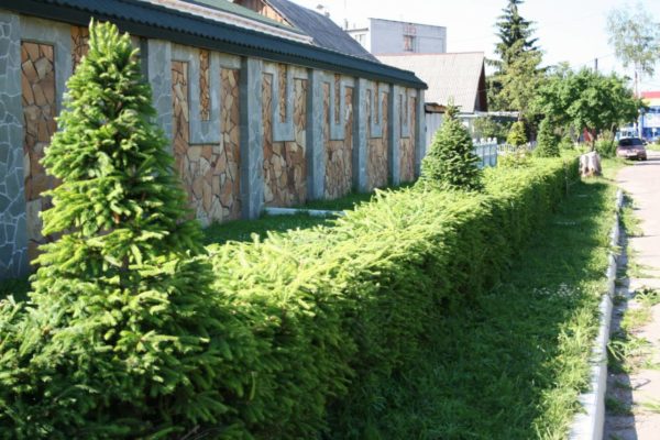 Ель хороша в качестве ограждения