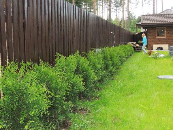 Можжевельник