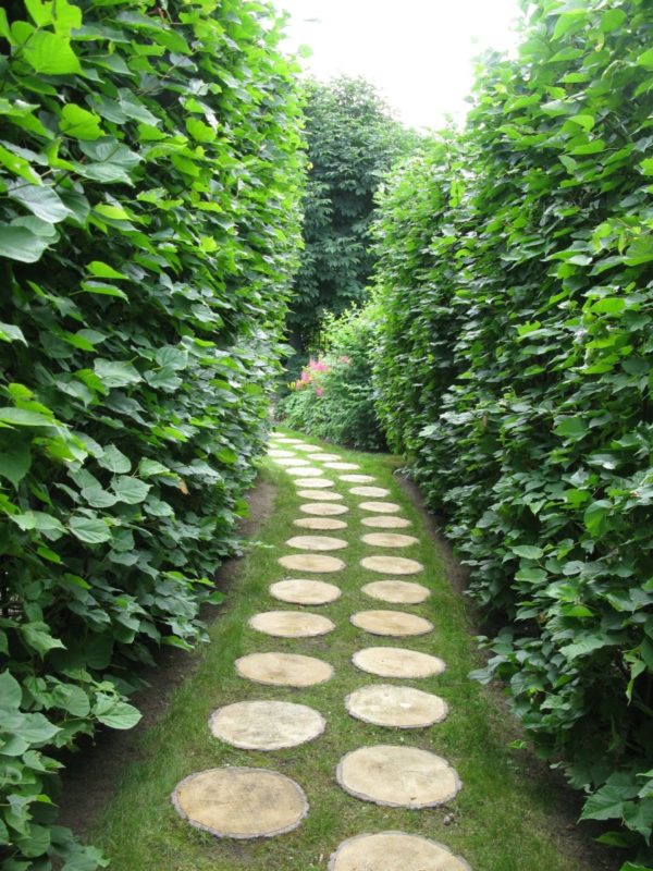 Живая изгородь выделит аллеи и дорожки