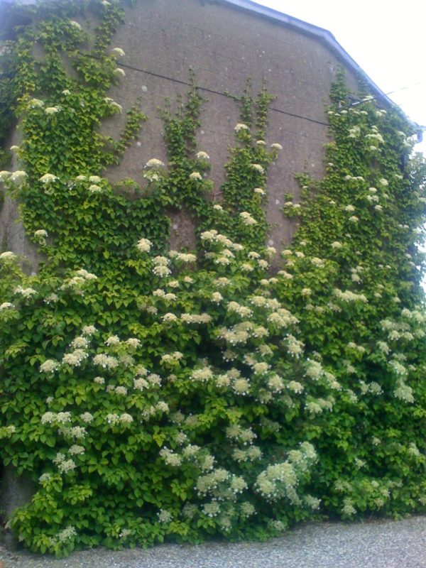 Черешковая гортензия