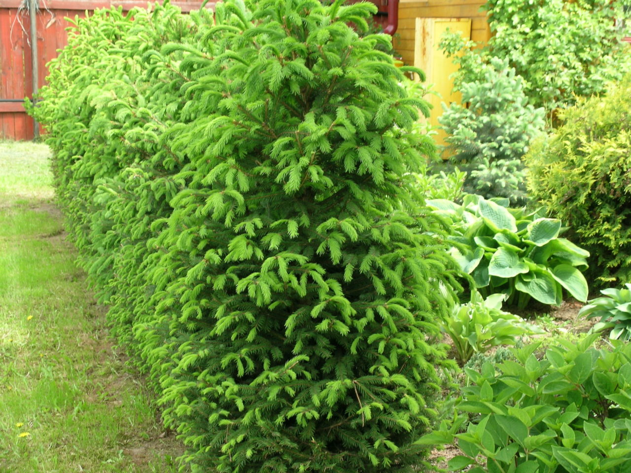 Бальзамическая пихта