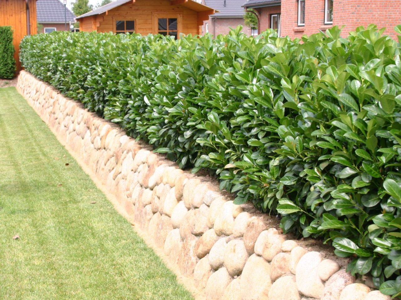 Лавровишня