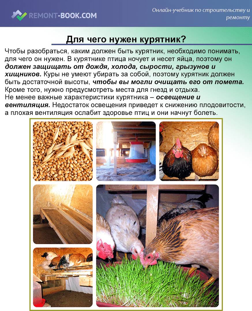 Какими требованиям должен соответствовать курятник